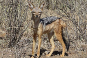 Chaperal jackal - meztelen afrika lakos Chaperal jackal - meztelen afrika lakos